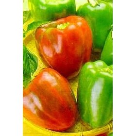 Cal Wonder Pepper seed Capsicum annuum 